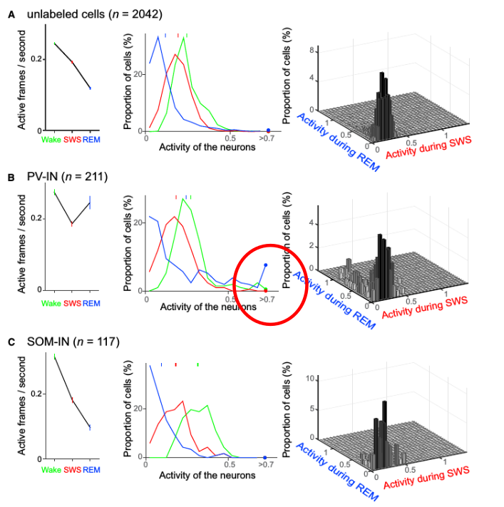 [@niethard_sleep-stage-specific_2016] Fig 4