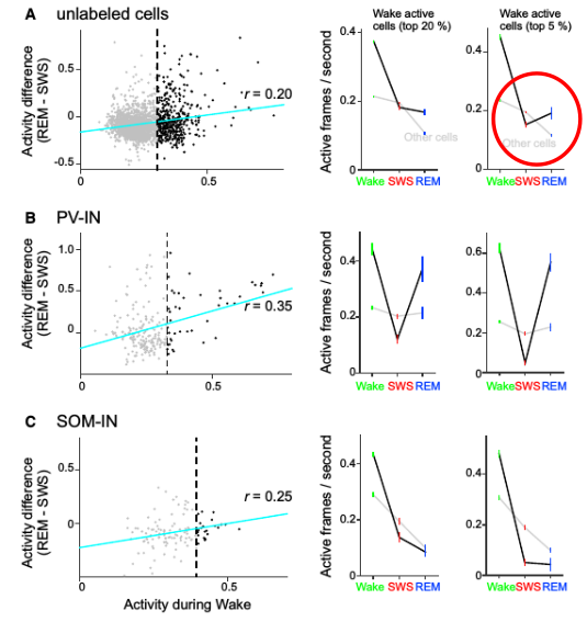 [@niethard_sleep-stage-specific_2016] Fig 5