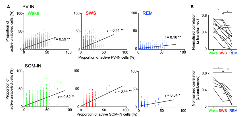 [@niethard_sleep-stage-specific_2016] Fig 6