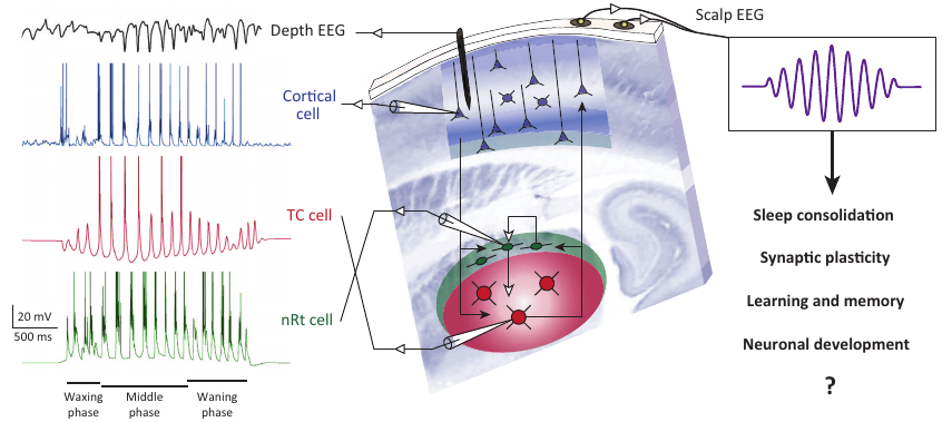 From Fig 1 of @astori_manipulating_2013