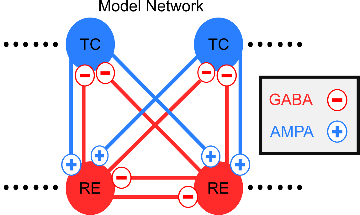 From Fig 2 of
@soplata_thalamocortical_2017