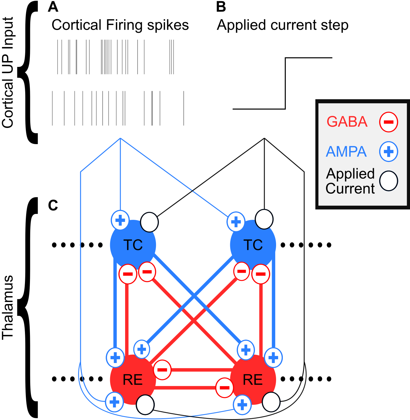 From Fig 9 of @soplata_thalamocortical_2017