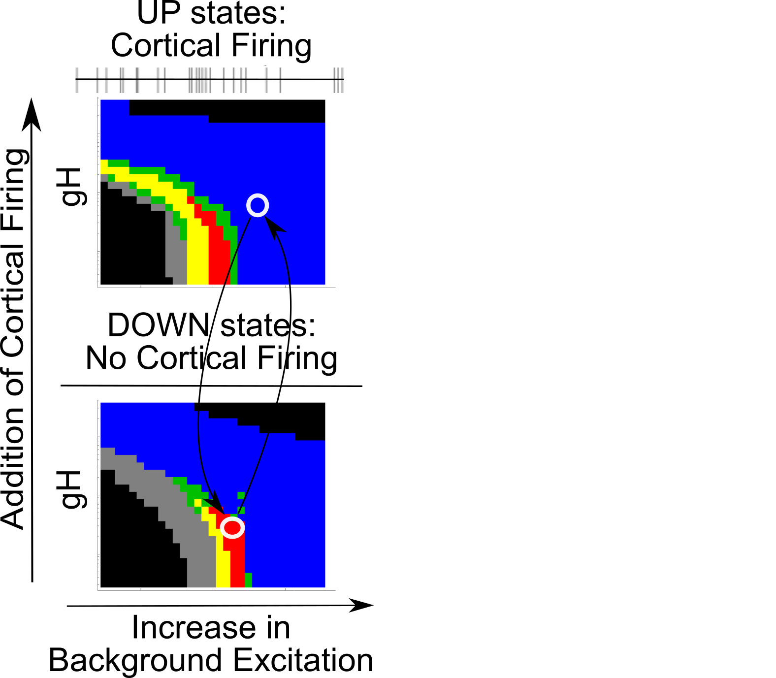 From Fig 7 of @soplata_thalamocortical_2017