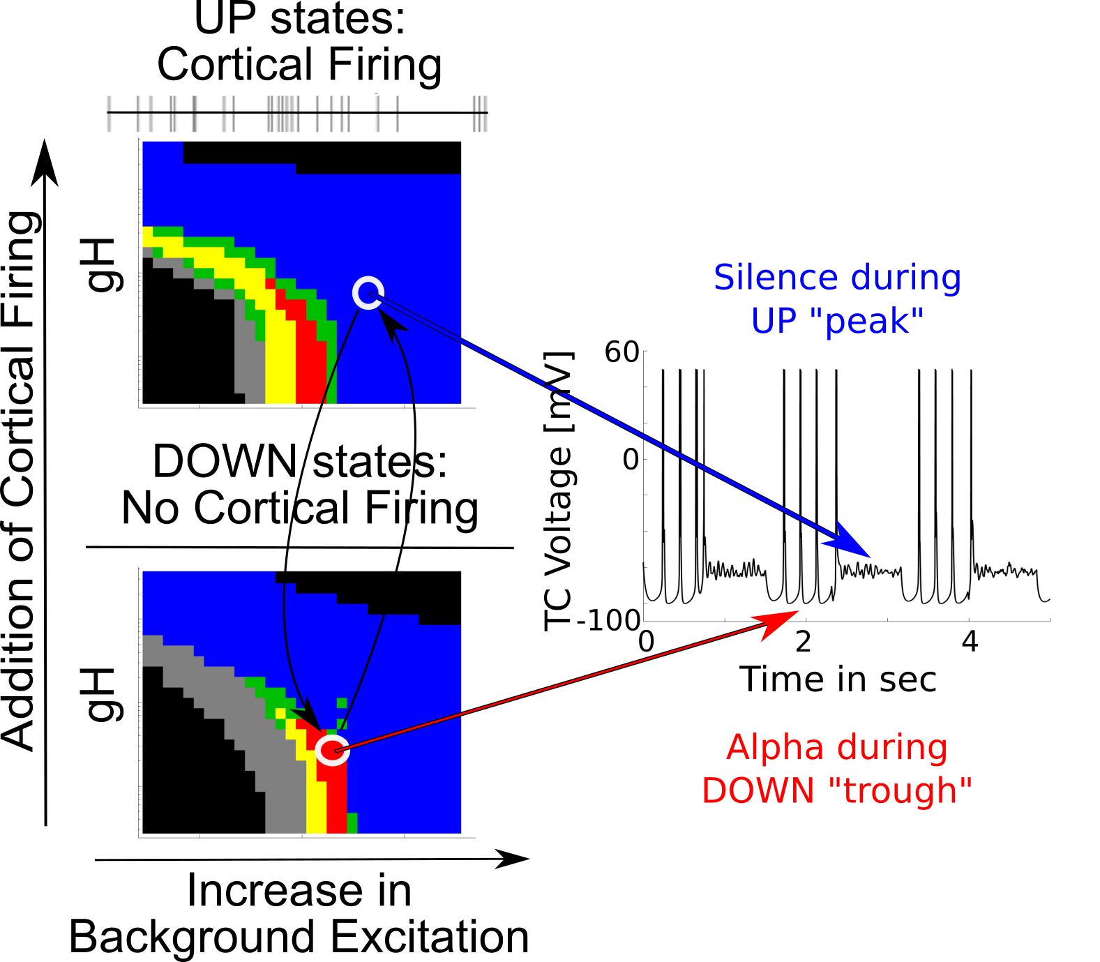 From Fig 7 of @soplata_thalamocortical_2017