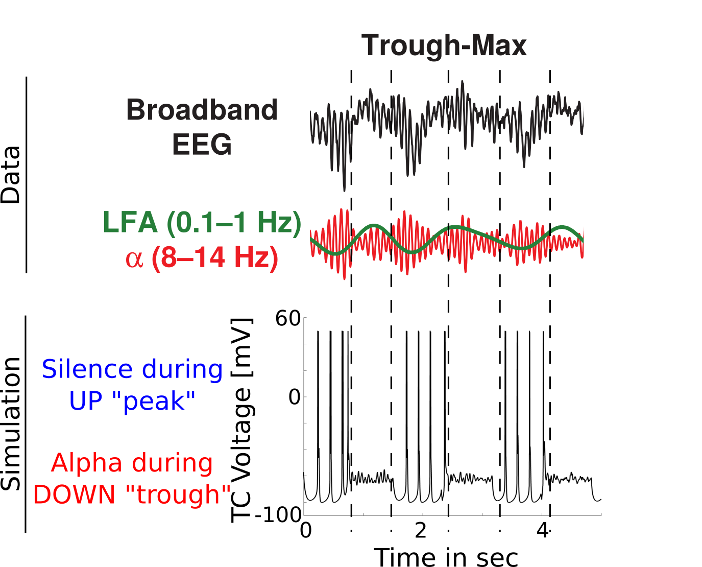 From Fig1 and 7 of @soplata_thalamocortical_2017