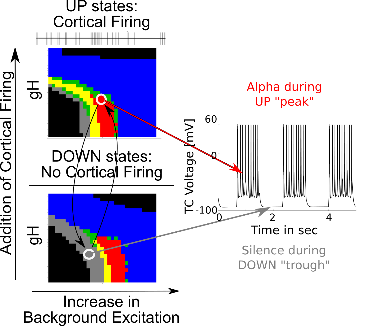 From Fig1 and 7 of @soplata_thalamocortical_2017