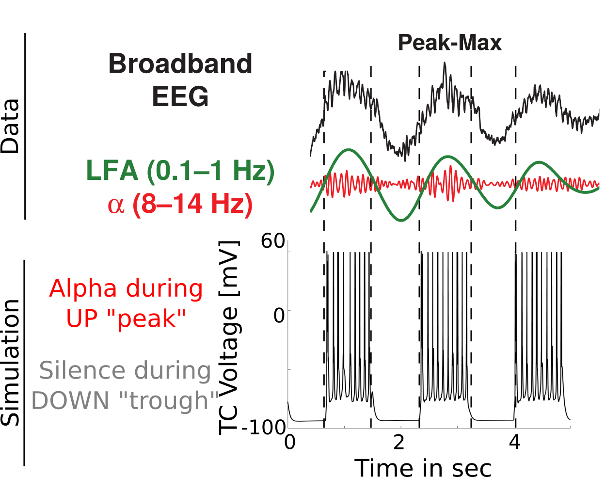 From Fig1 and 7 of @soplata_thalamocortical_2017